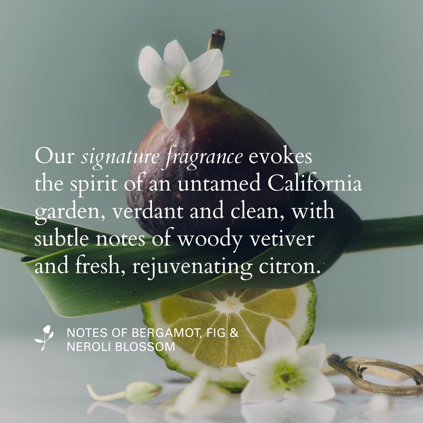 RŌZ Willow Glen Treatment Oil - Multi-Purpose, Organic Vegan Nourishing Oil for Hair, Scalp & Body, Vegan, Cruelty Free, 2 Fl. Oz. / 60 Ml