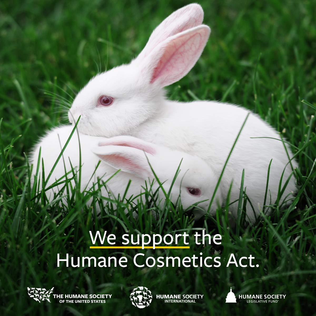 US Organic 100% Pure Lemongrass Essential Oil, USDA Certified Organic, Extracted by Steam Distillation Method, for Hair, Nail Polish Remover, Bees Attraction, and More. 15 ml, Value 2 Pack