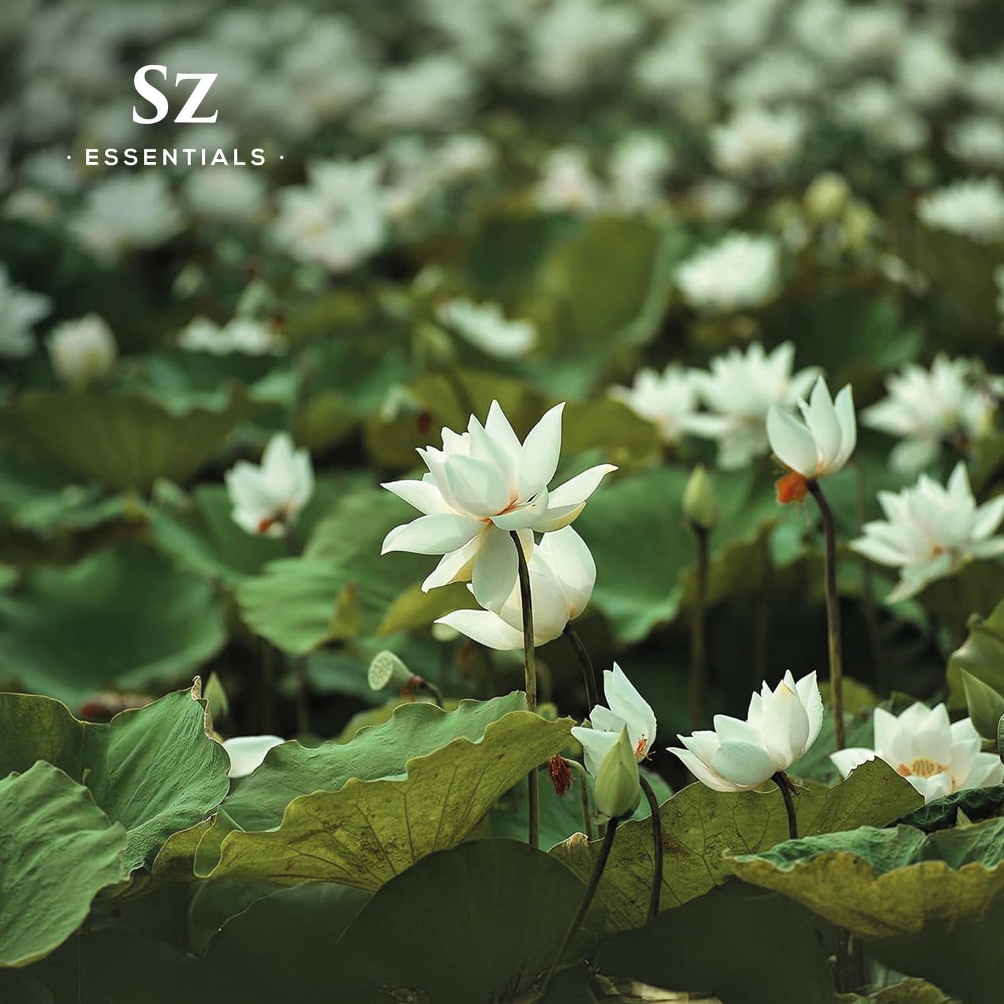 White Lotus 100% Pure, Essential Natural Oil - Extracted from Nymphaea Lotus - Rich & Sweet Scent, with Exotic Floral Overtones - Therapeutic Grade & Vegan - 0.17 fl oz (5ml)