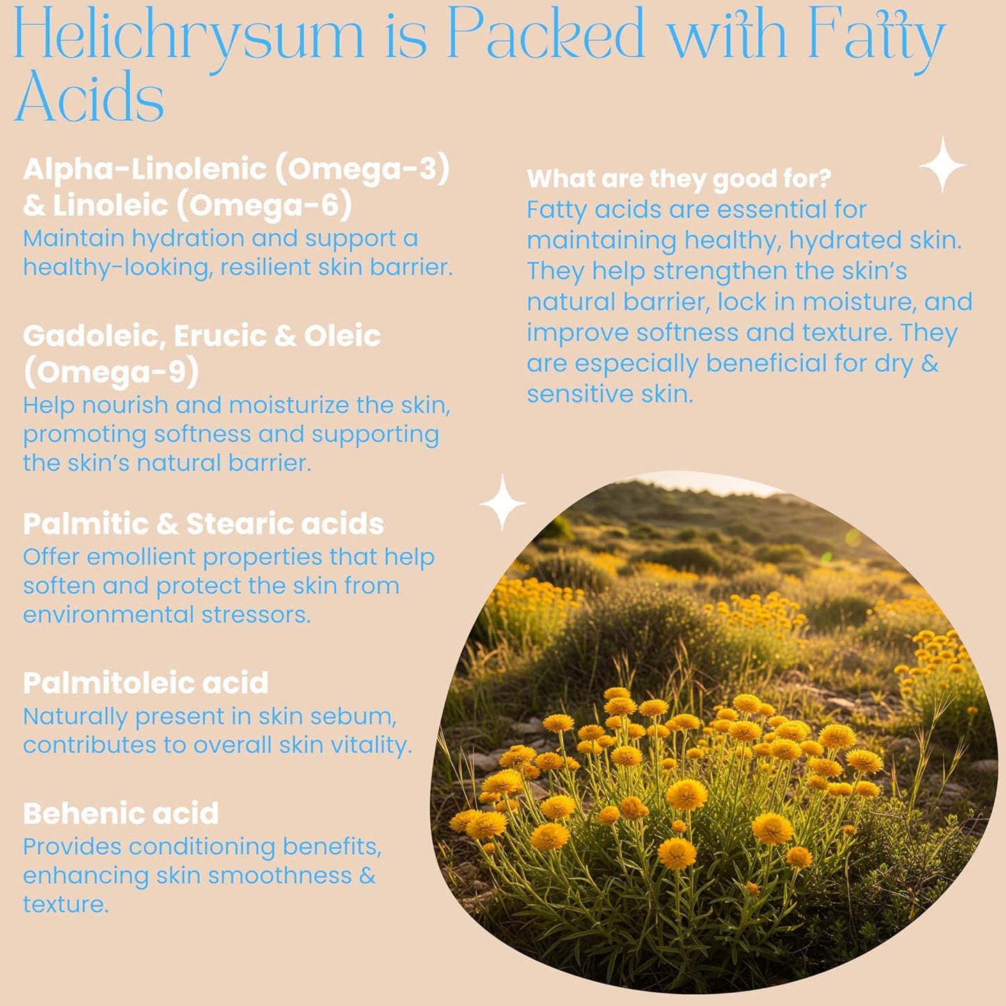 Organic Helichrysum Balm - 2 oz Helichrysum Gymnocephalium, Shea Butter, Beeswax, Jojoba Oil Ultra-Moisturizing, Skin Healing, Full Body Hydration